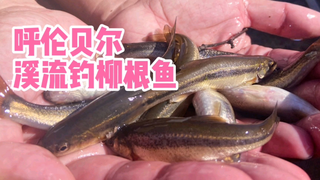 【游钓VLOG 102】呼伦贝尔秋高气爽,和小伙伴去溪流钓柳根鱼做午餐,吃完后大家都说真香