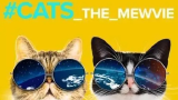 【纪录片】 网红喵星人 #cats_the_mewvie  【中英双字】