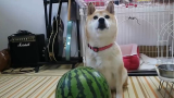 【日本小柴】竟然喜欢吃西瓜！超可爱！
