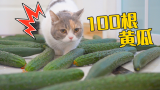在猫面前放100根黄瓜，猫会不会吓到飞起？