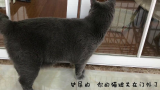 单身猫上演猫版《一剪梅》，网友：只是被关在了阳台，戏可真多！