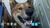【萌兽天团】活捉一只说话超厉害的柴犬，中英文随意切换~