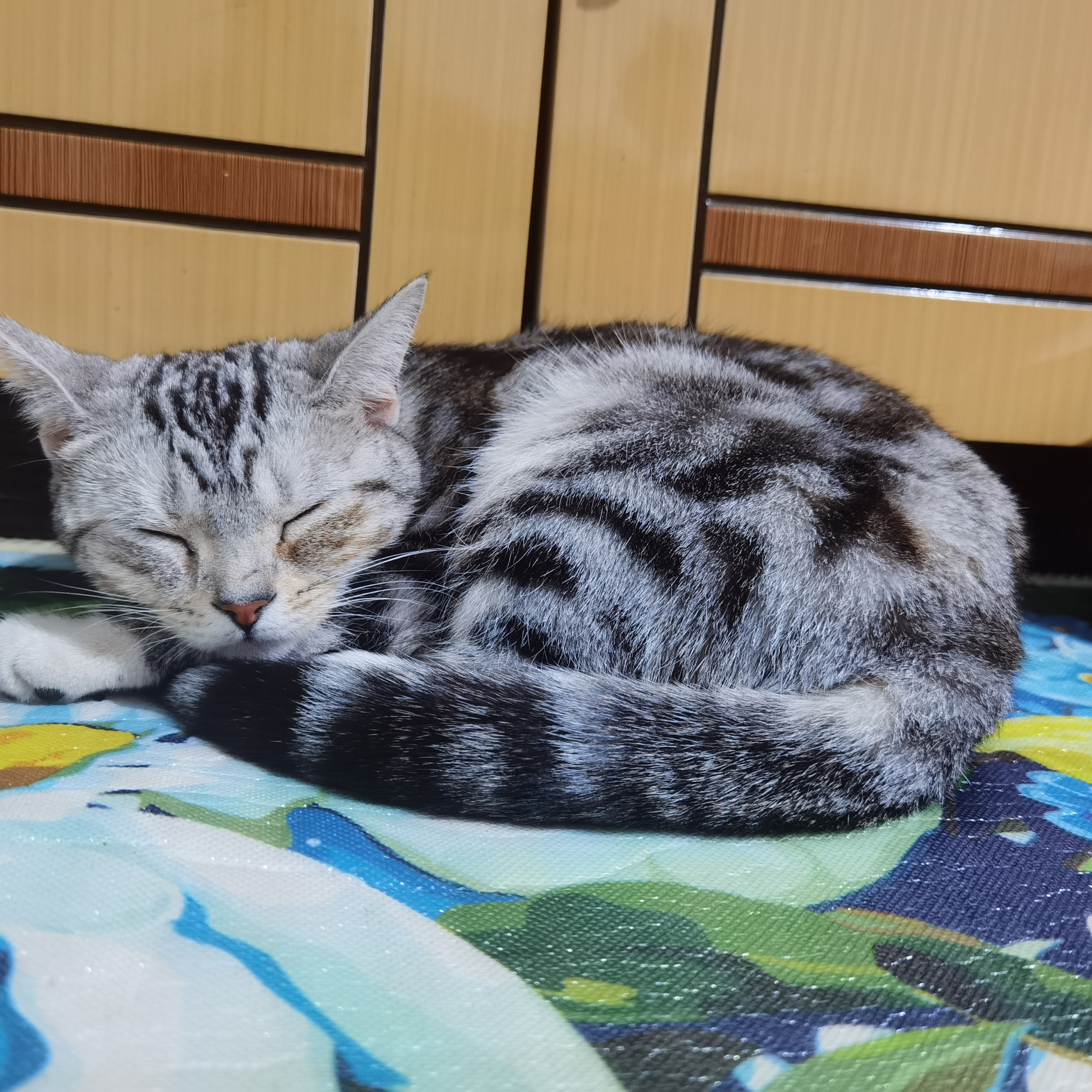 big梦艺的个人空间 -acfun弹幕视频网 - 认真你就输啦 (?ω?